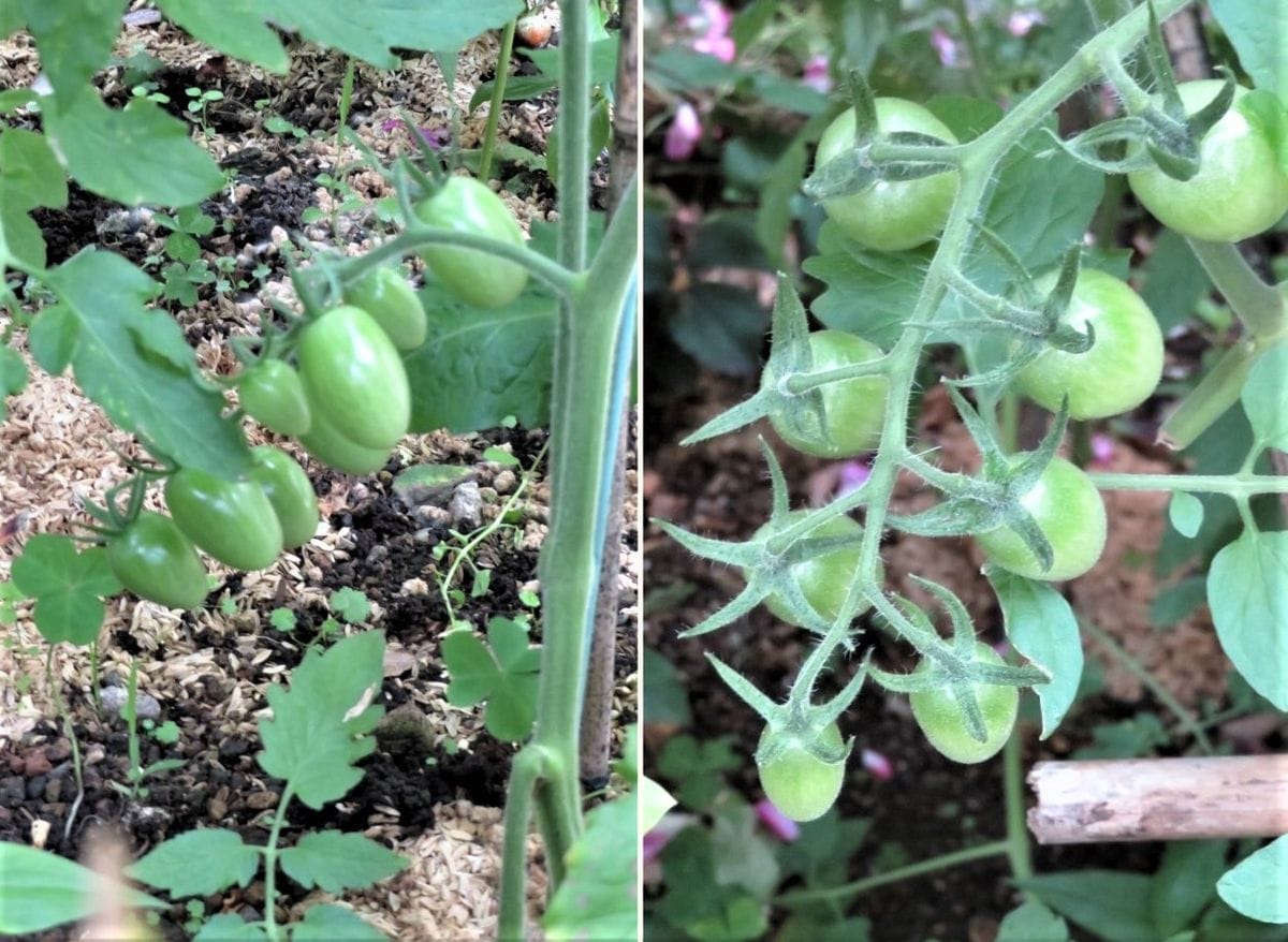 苗からトマトを植え育て収穫まで ミニトマト🍅アイコの実