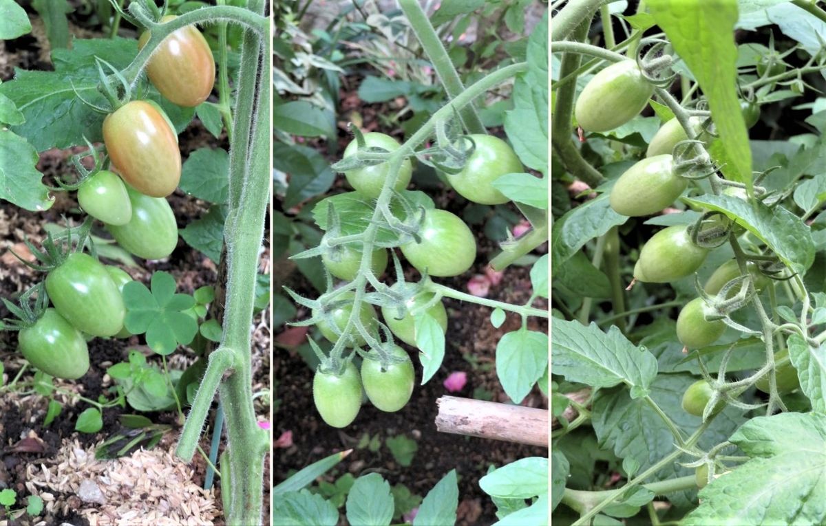 苗からトマトを植え育て収穫まで ミニトマト未だに青い姿