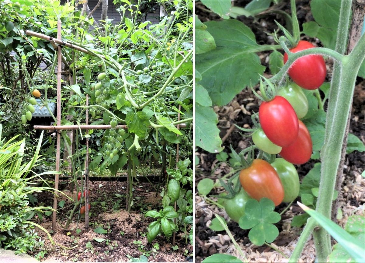 苗からトマトを植え育て収穫まで すっきりさせたトマト畑