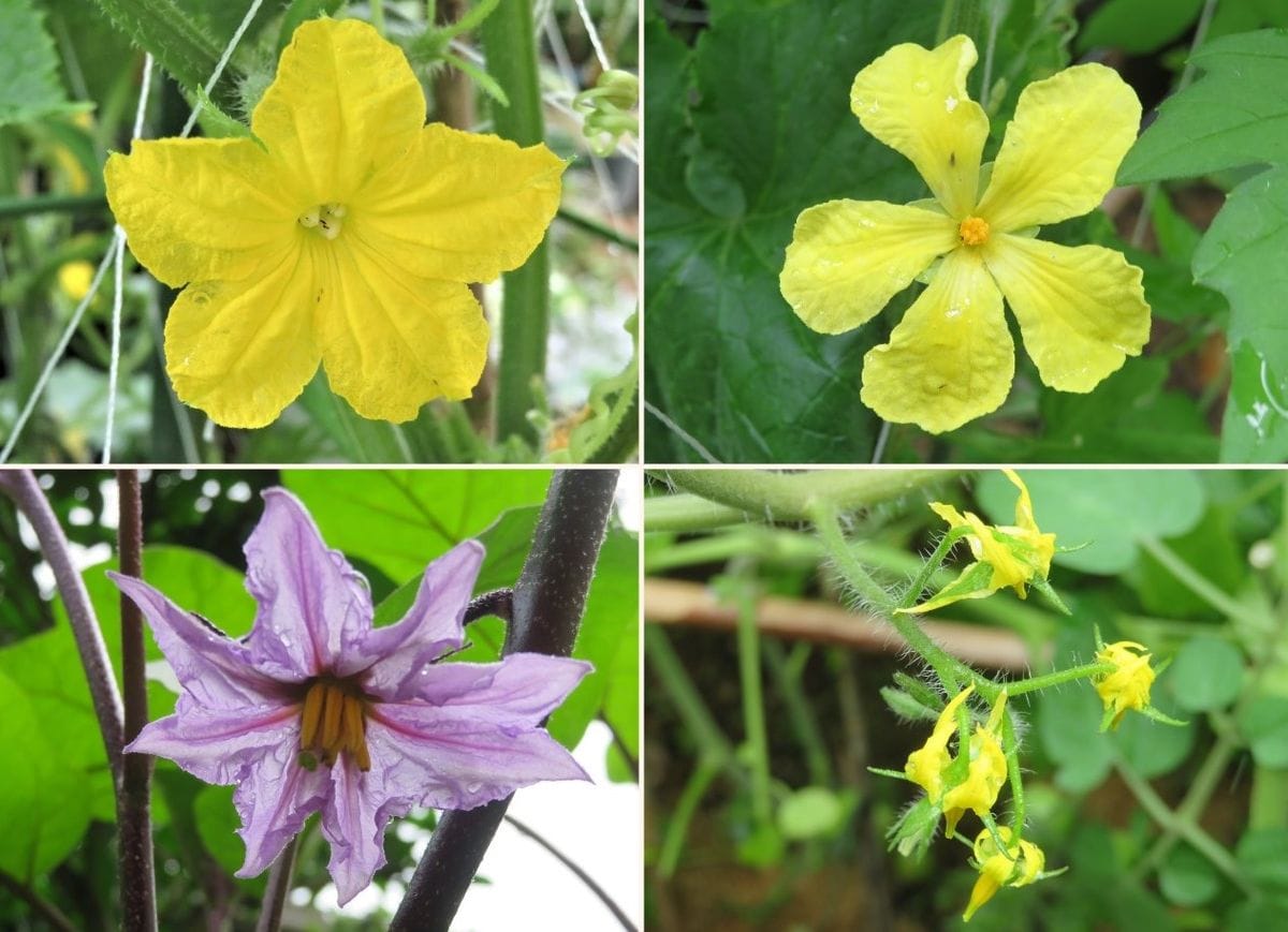 苗からトマトを植え育て収穫まで 🍅ミニトマトの花