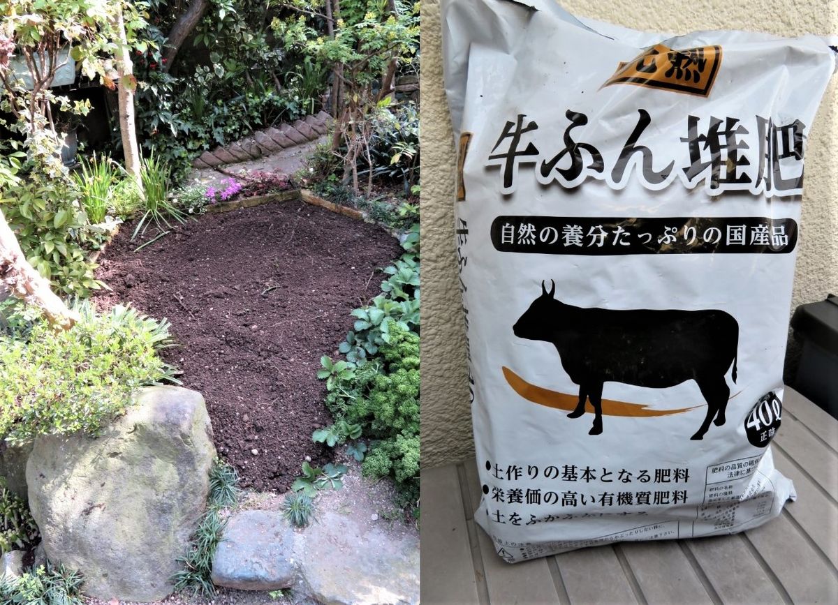 苗からトマトを植え育て収穫まで 牛ふん堆肥を土に混ぜた作業