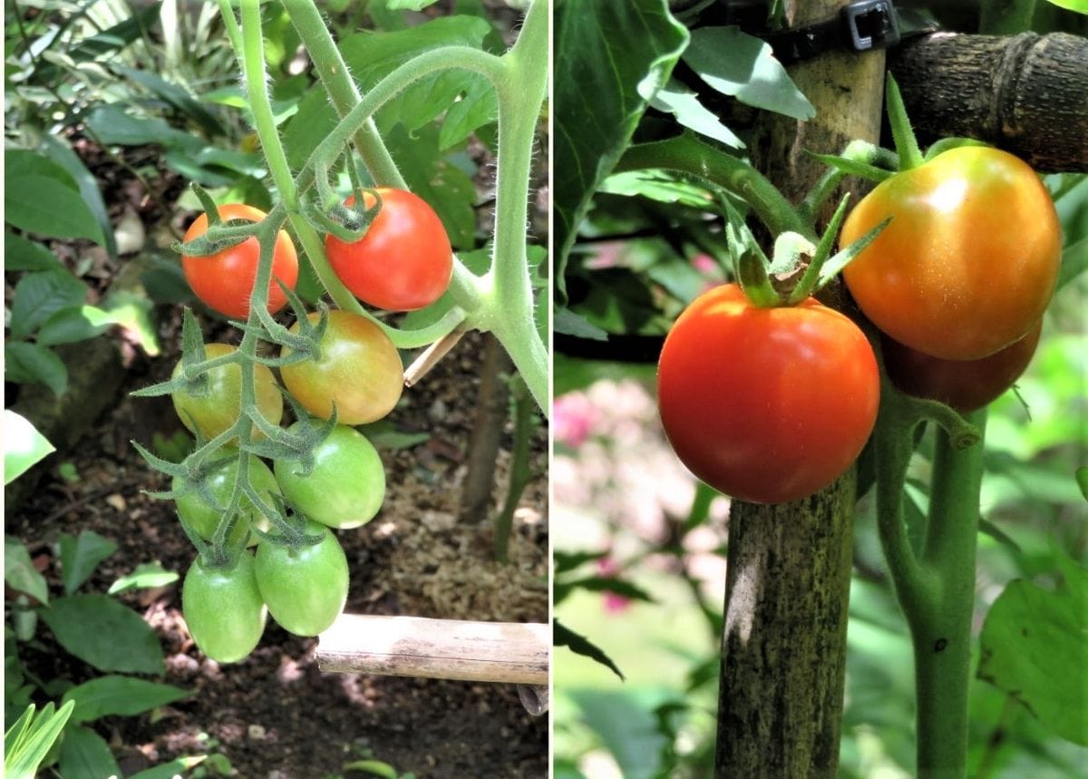 苗からトマトを植え育て収穫まで ミニトマトの収穫前の姿