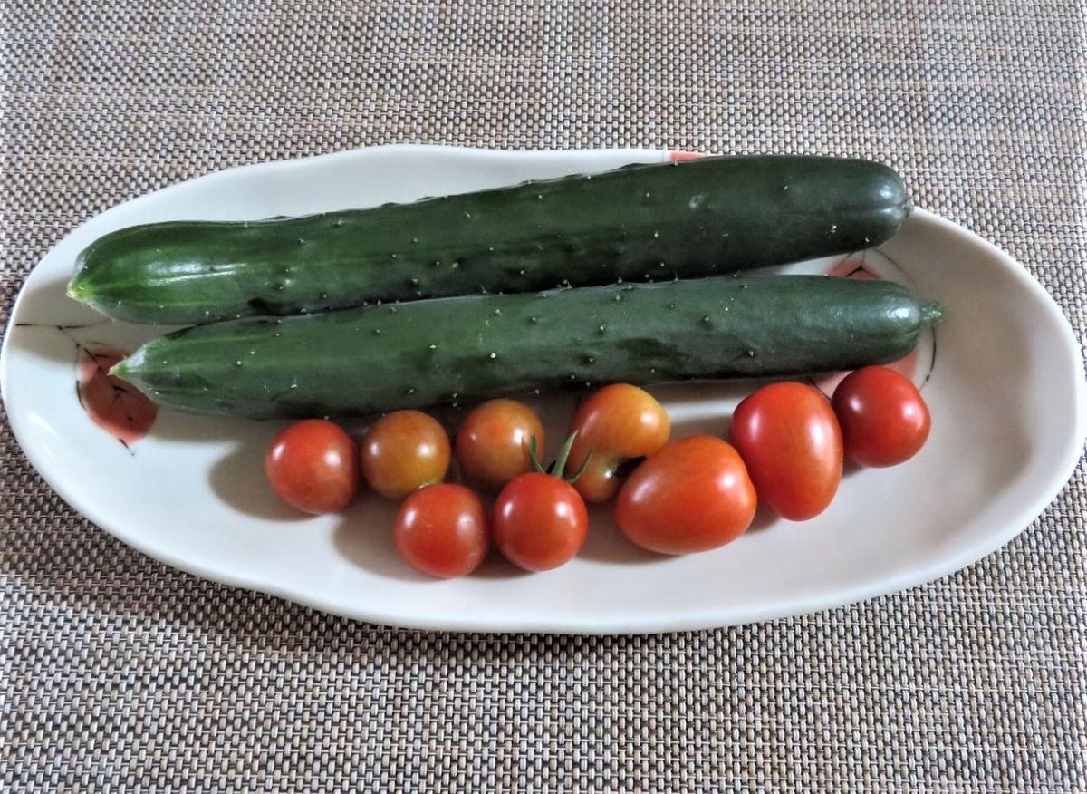 苗からトマトを植え育て収穫まで 🍅ミニトマトの収穫