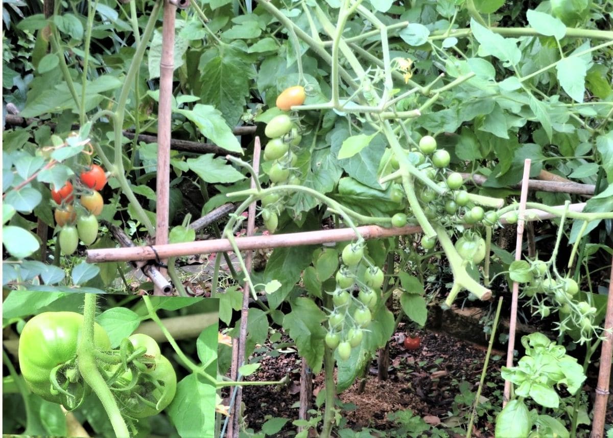 苗からトマトを植え育て収穫まで 実が付いたミニトマトの仲間