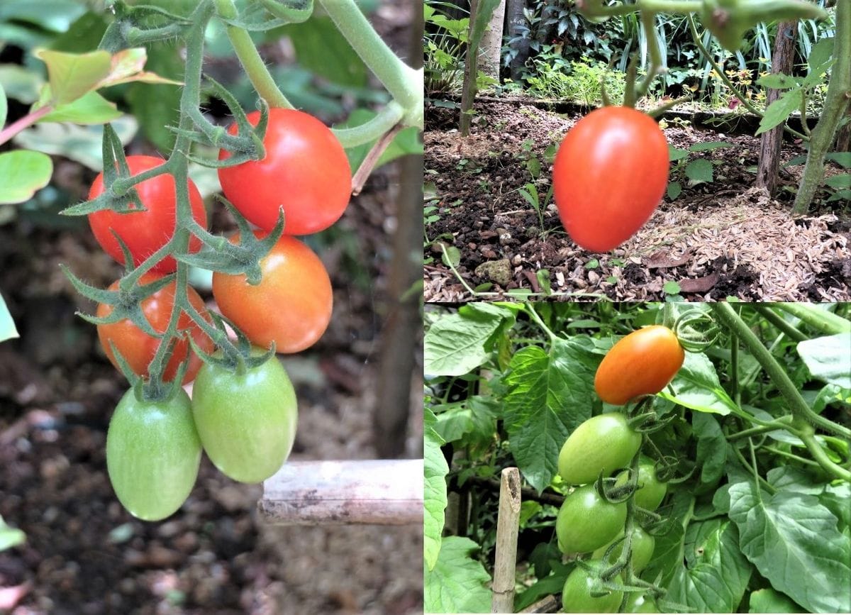 苗からトマトを植え育て収穫まで 🍅ミニトマトの収穫前