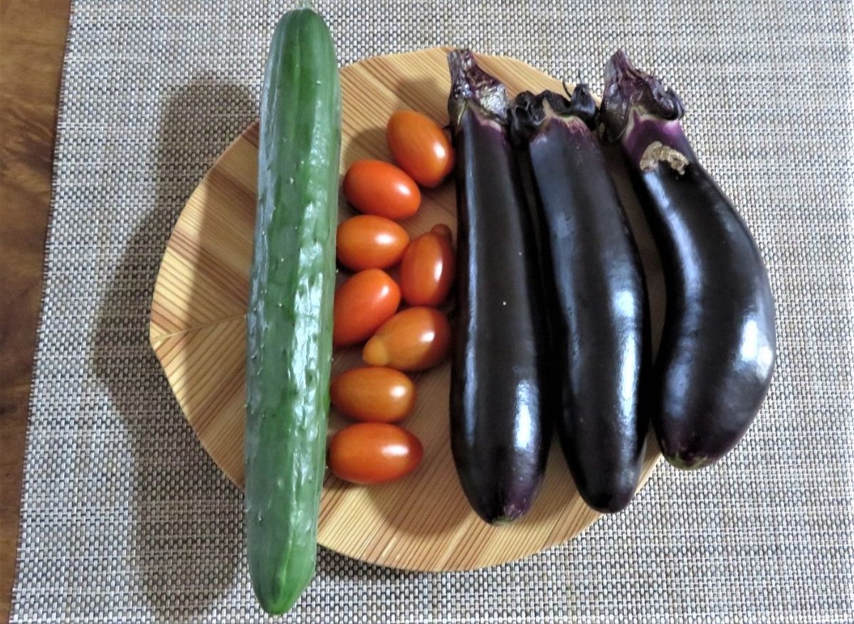 苗からトマトを植え育て収穫まで 🍅ミニトマトを収穫