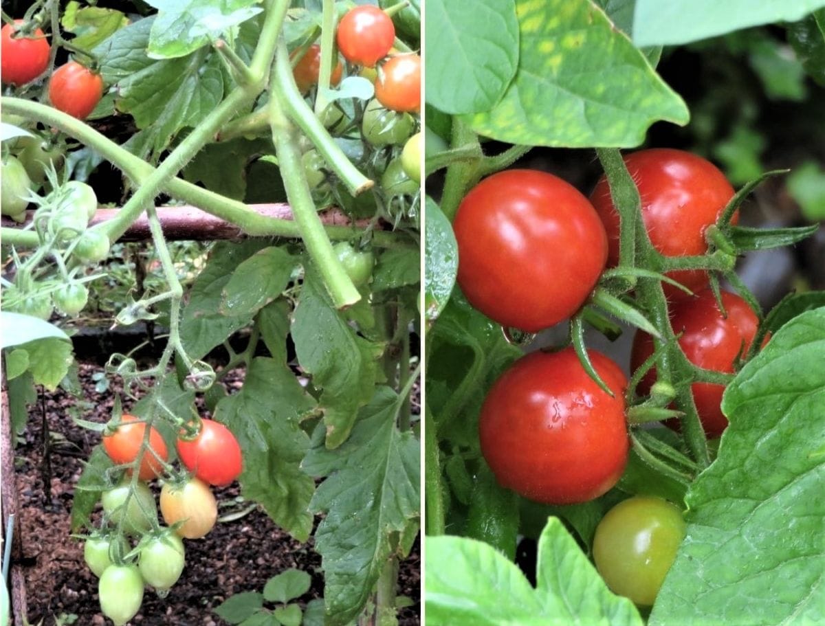 苗からトマトを植え育て収穫まで ミニトマトの収穫前