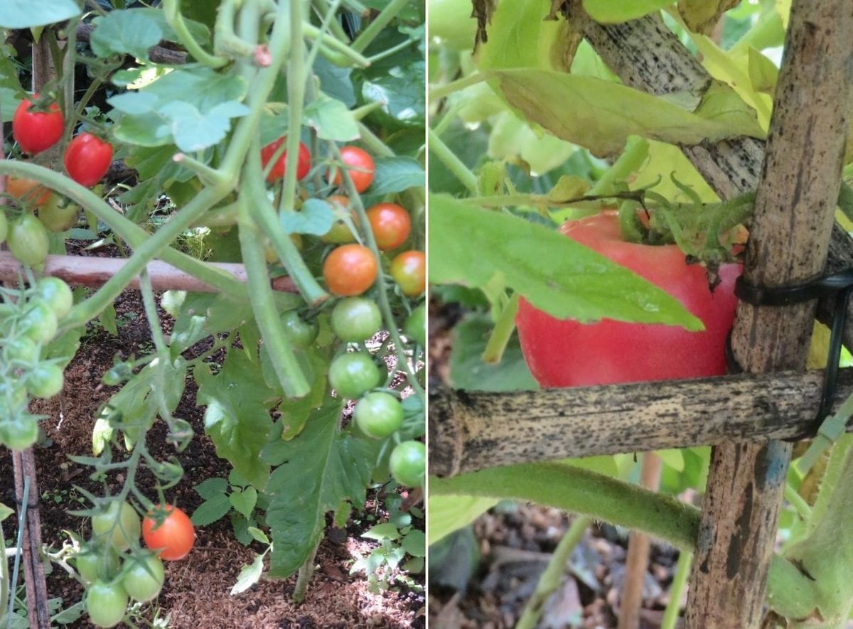 苗からトマトを植え育て収穫まで 収穫する前の🍅トマトの仲間