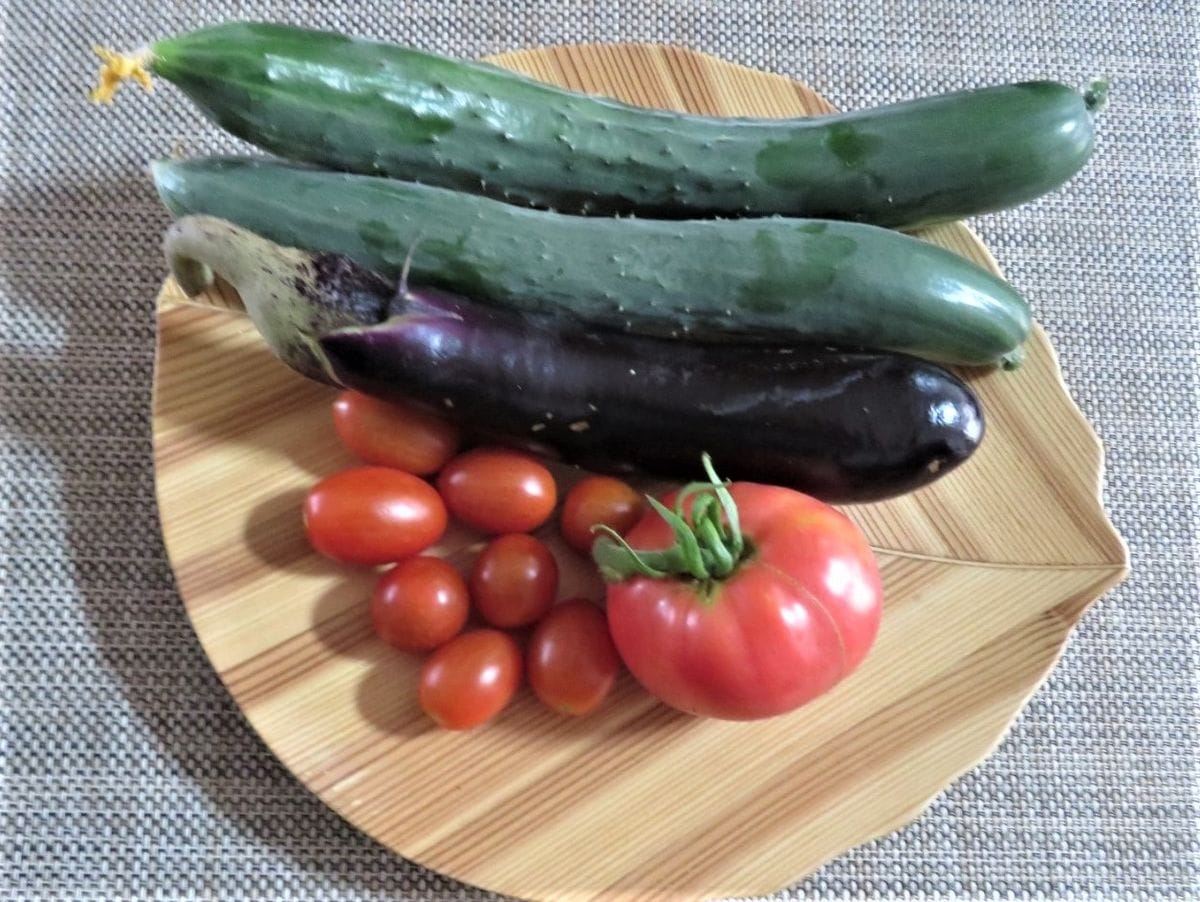 苗からトマトを植え育て収穫まで 今日の収穫は🍅トマトが主役