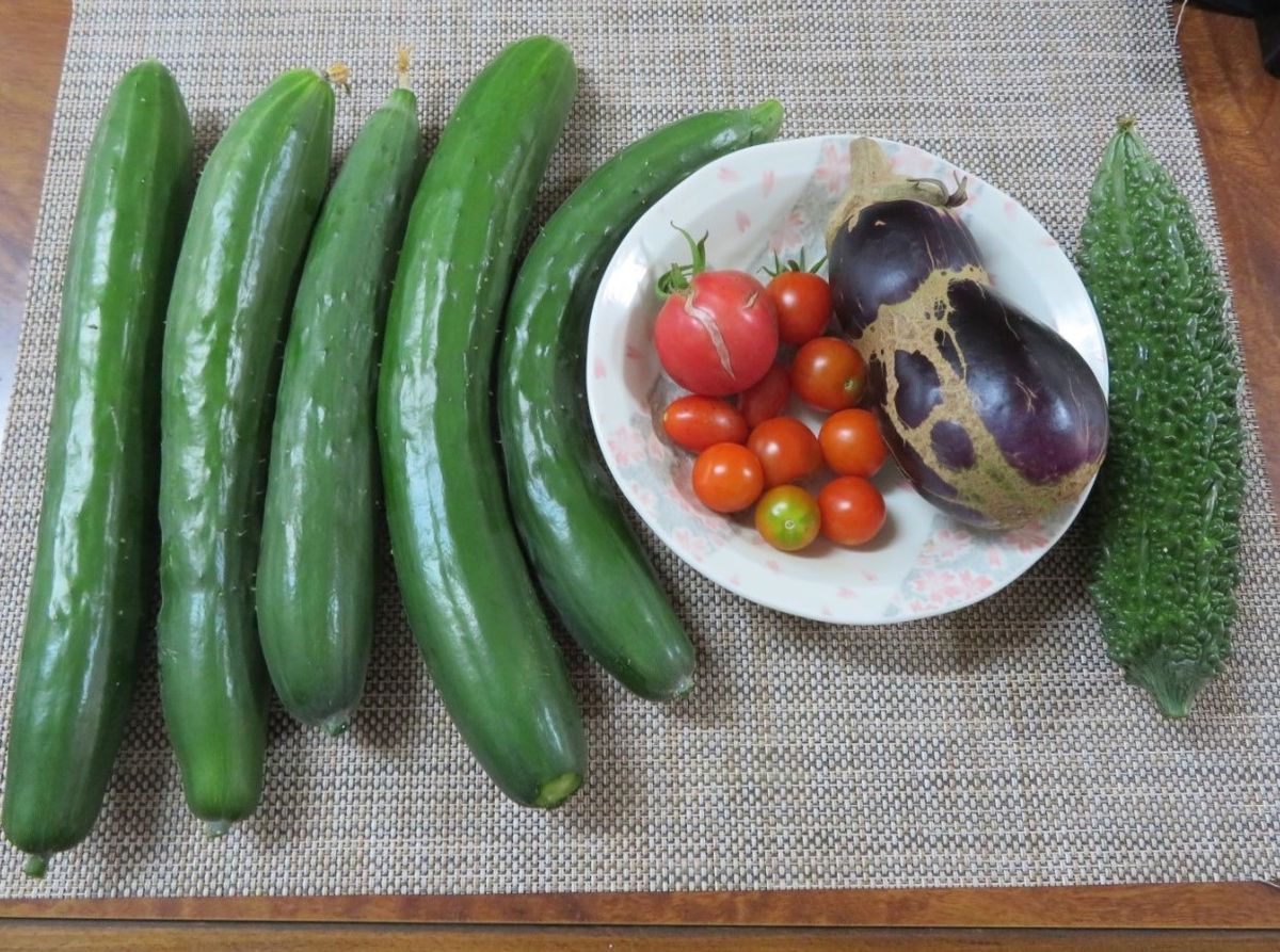 苗からトマトを植え育て収穫まで 🍅トマト収穫