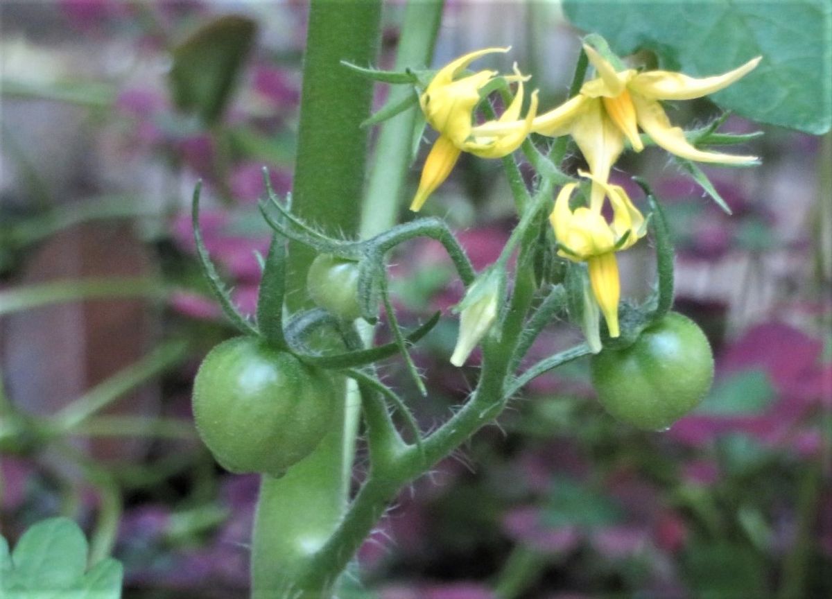 苗からトマトを植え育て収穫まで ミニトマト🍅甘っこの花