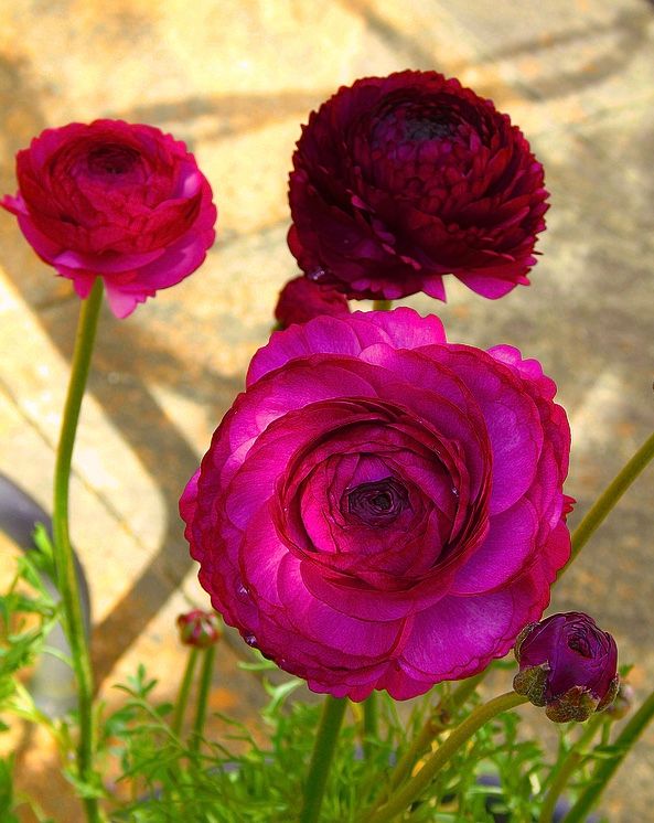 Ranunculus Elegance® Malva 開花