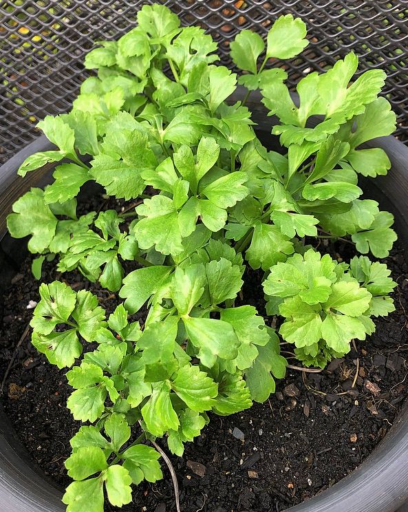 Ranunculus Elegance® Malva もりもり