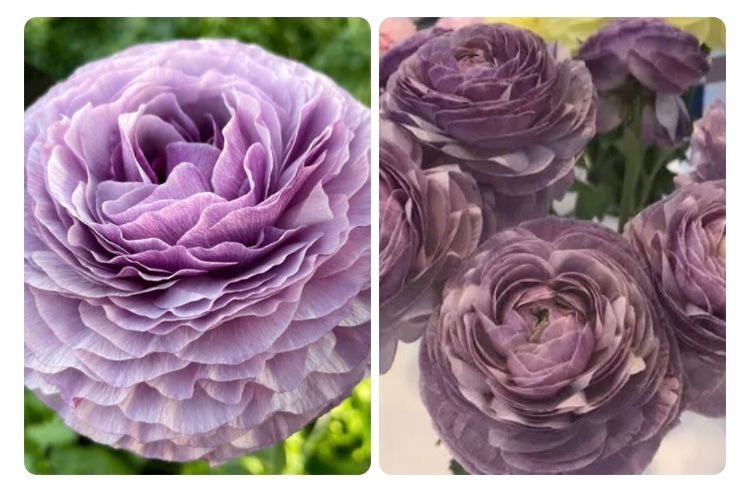 Ranunculus Elegance® Malva