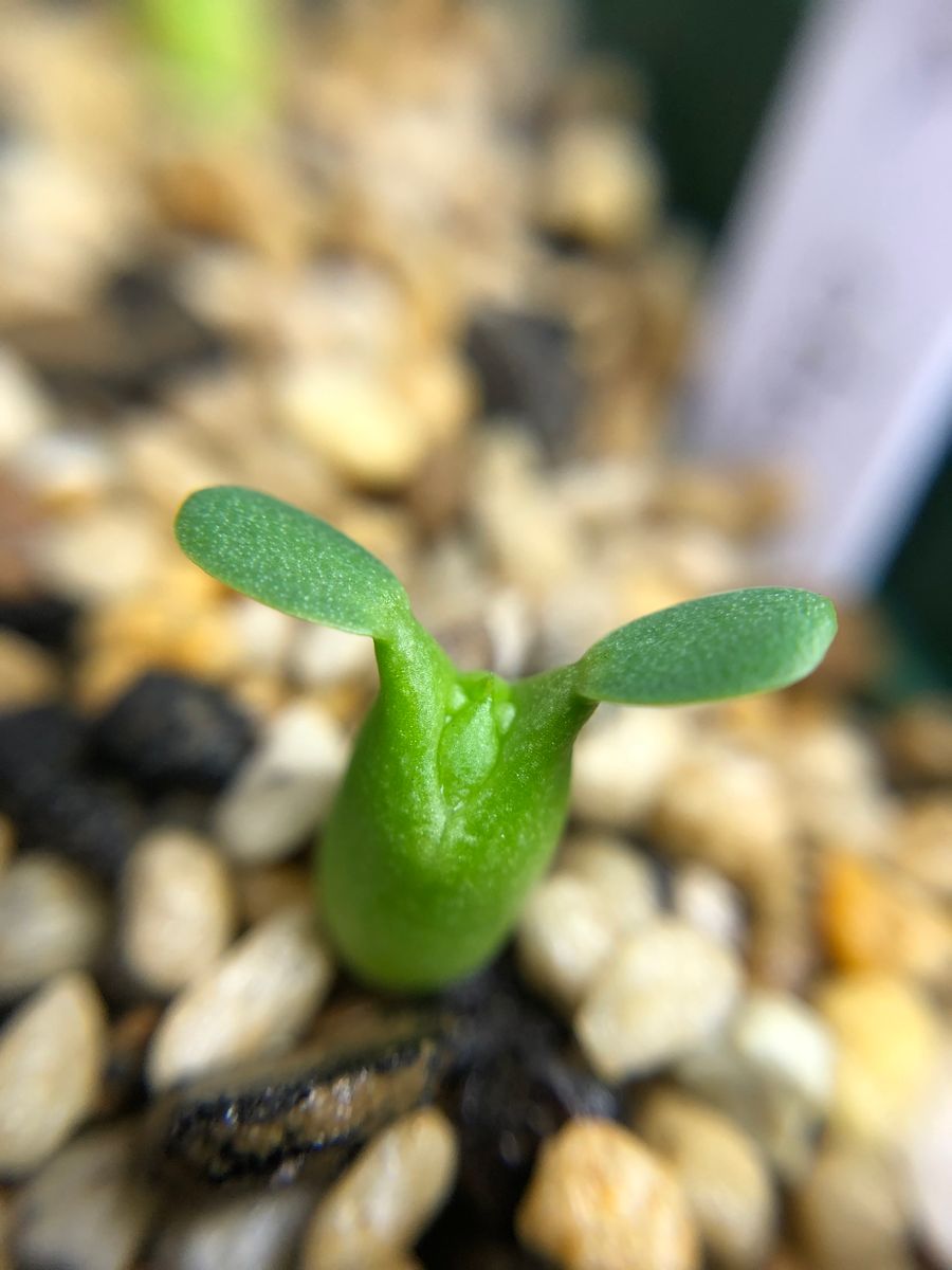 丸いユーフォルビアを種子から育てる 2022年5月1日種まき18日後