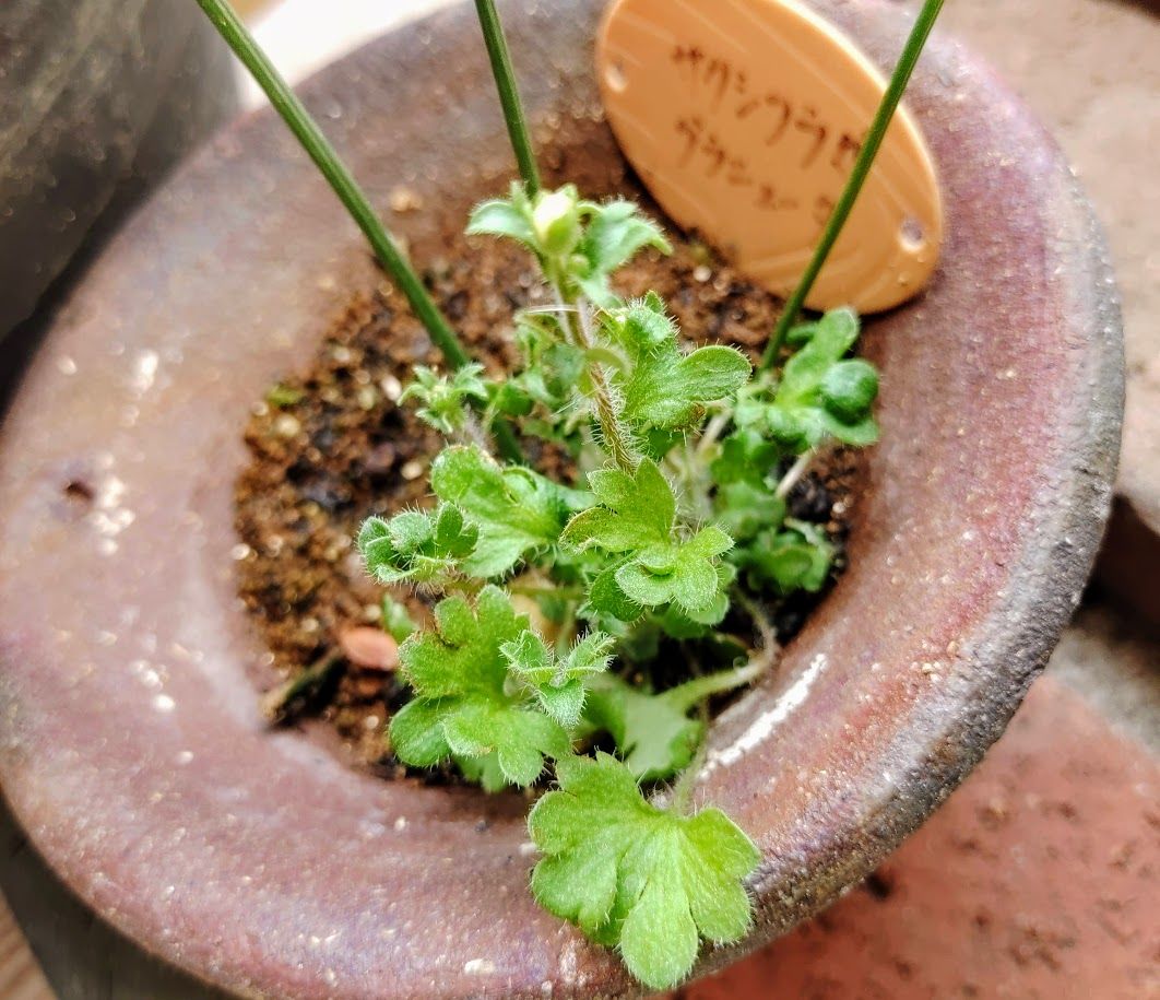 サクシフラガ　グラニュータ 花芽がついてます！