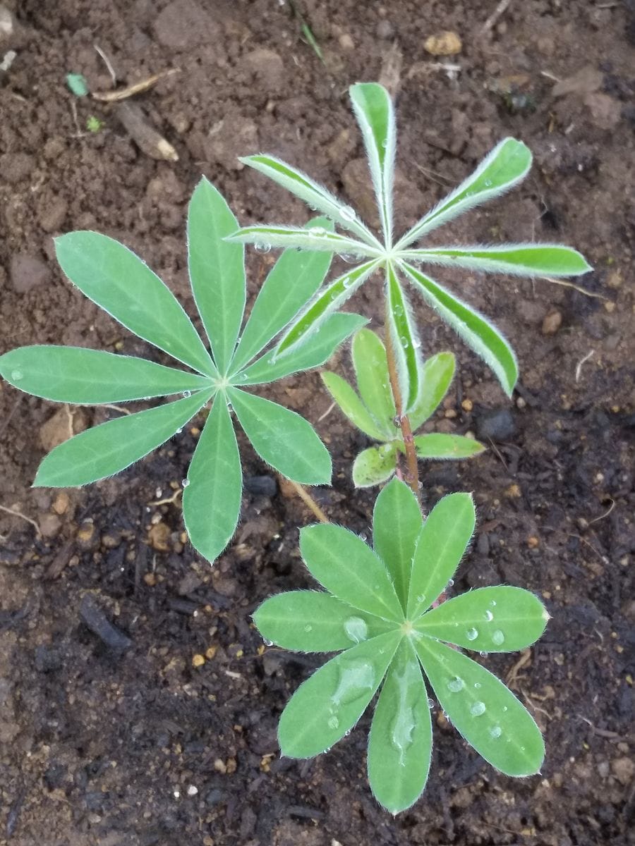 ルピナス(春蒔き) 花を咲かせよう🎵 地植えしました🙋