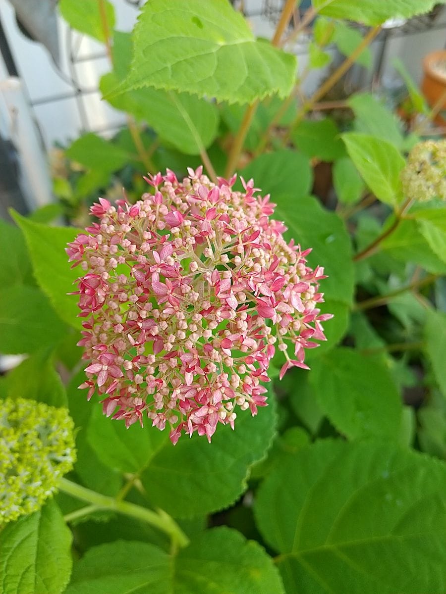 今年もお気に入りアナベル ピンク💕