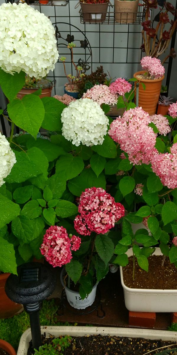 今年もお気に入りアナベル 家族撮影🍀