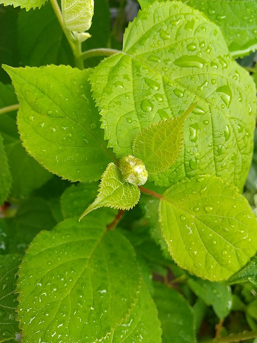 今年もお気に入りアナベル 蕾