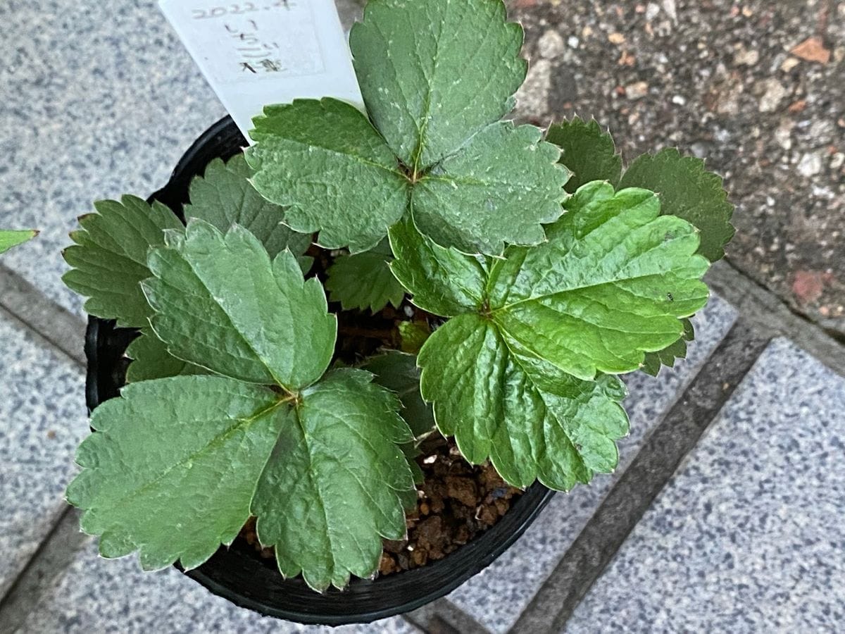 思いつきで食べてたイチゴの種を植えてみた 順調に成長中