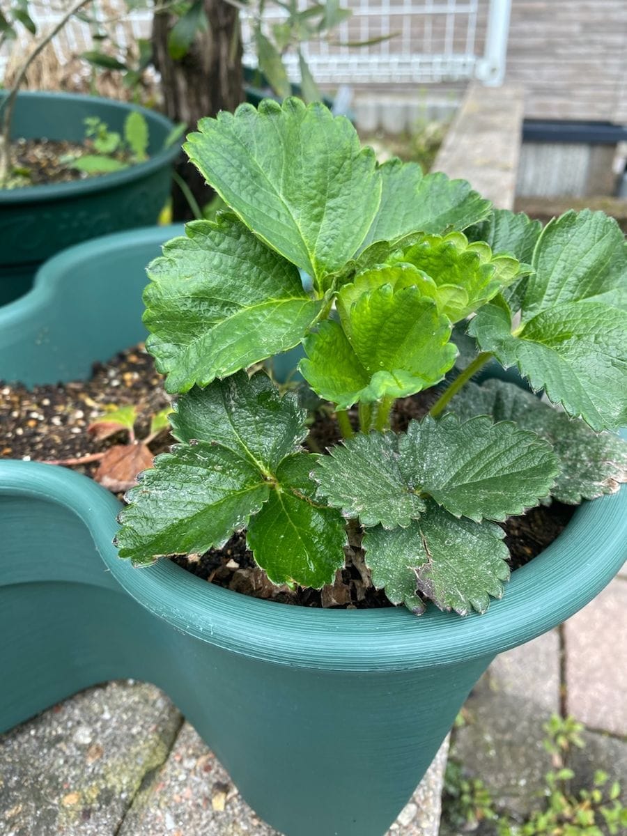 思いつきで食べてたイチゴの種を植えてみた 芽吹き