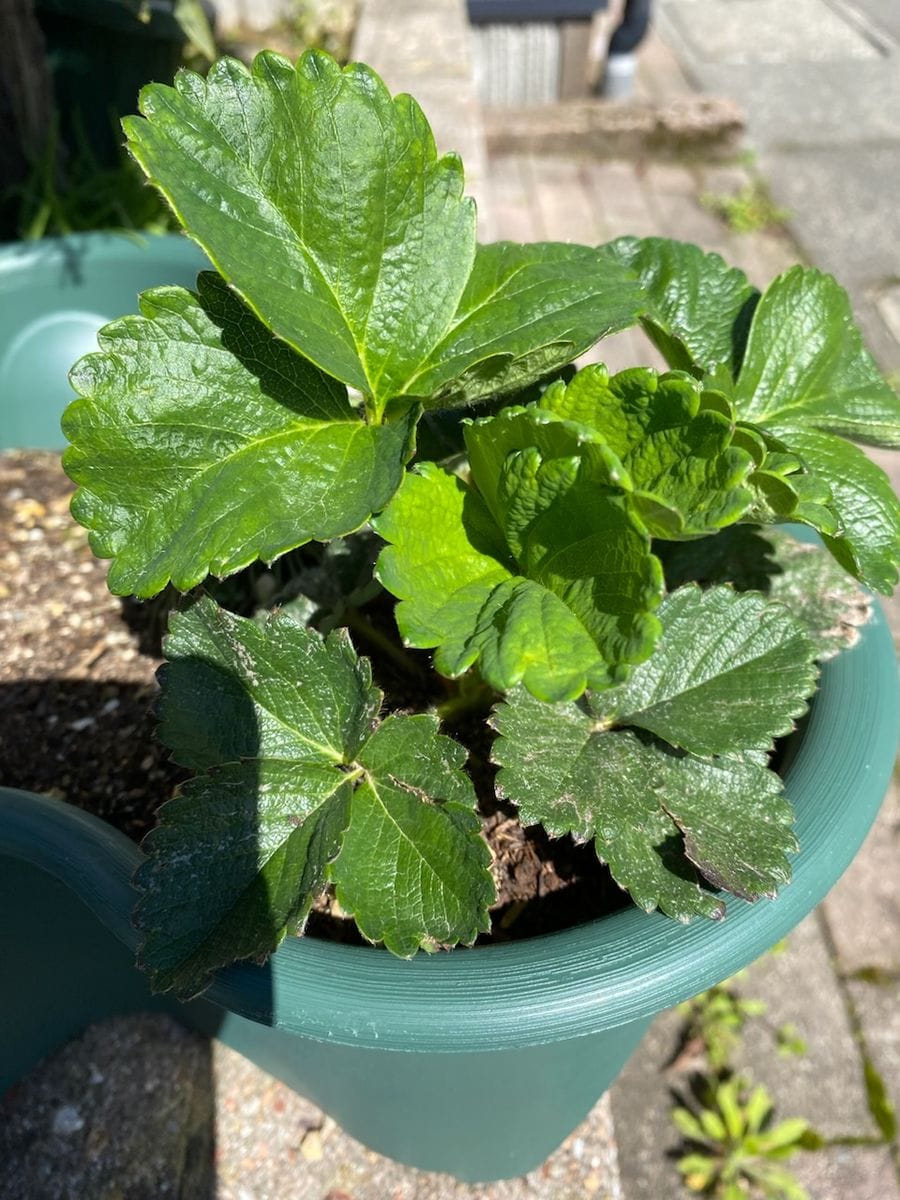 思いつきで食べてたイチゴの種を植えてみた 新芽ひろがる