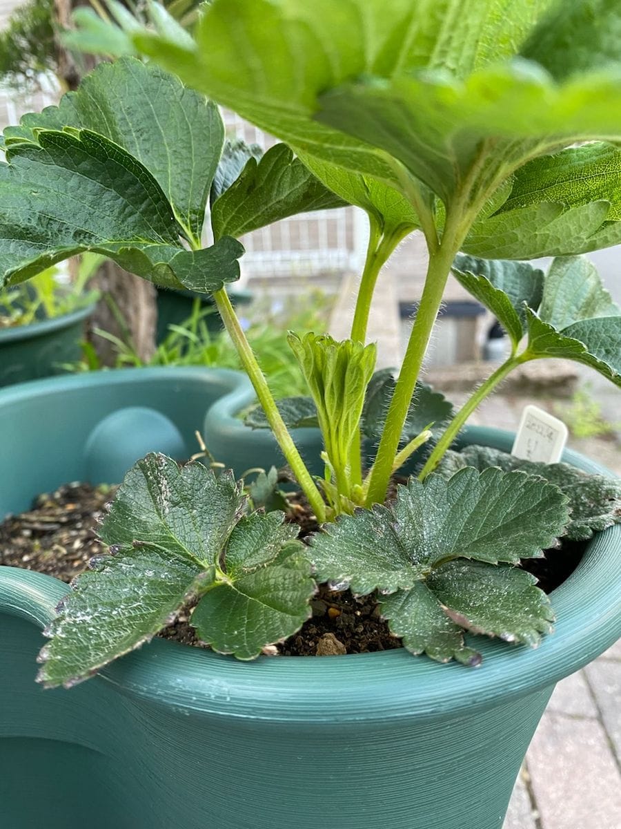 思いつきで食べてたイチゴの種を植えてみた でっかい葉っぱ