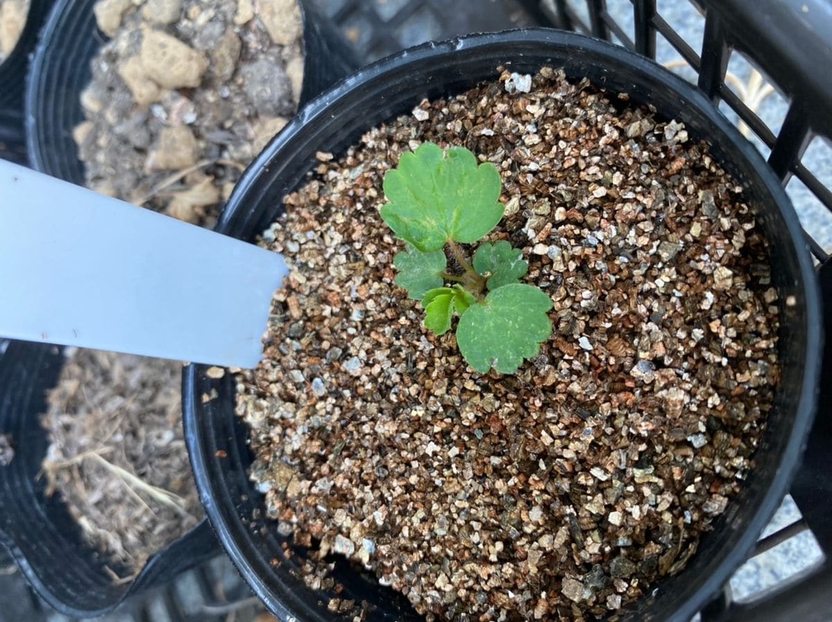 思いつきで食べてたイチゴの種を植えてみた こっちが本葉？