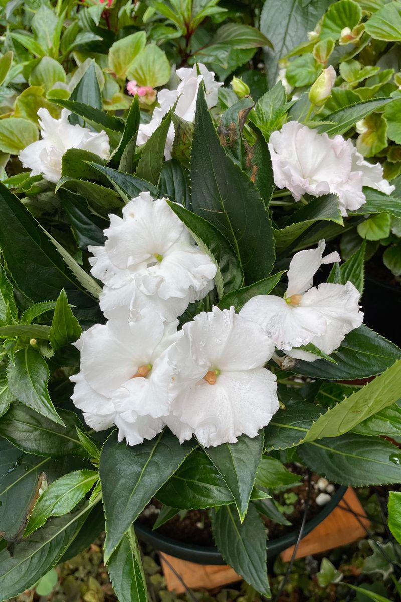 日照3〜4hの庭でニューギニアインパチェンスを花一杯に育てるチャレンジ 白花が快調♪