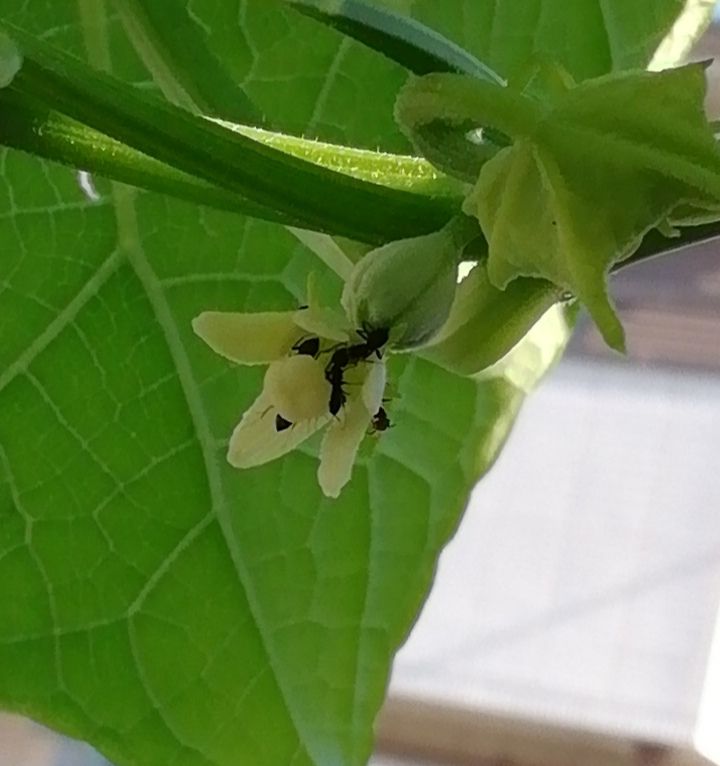 ハヤトウリの栽培 花芽発見