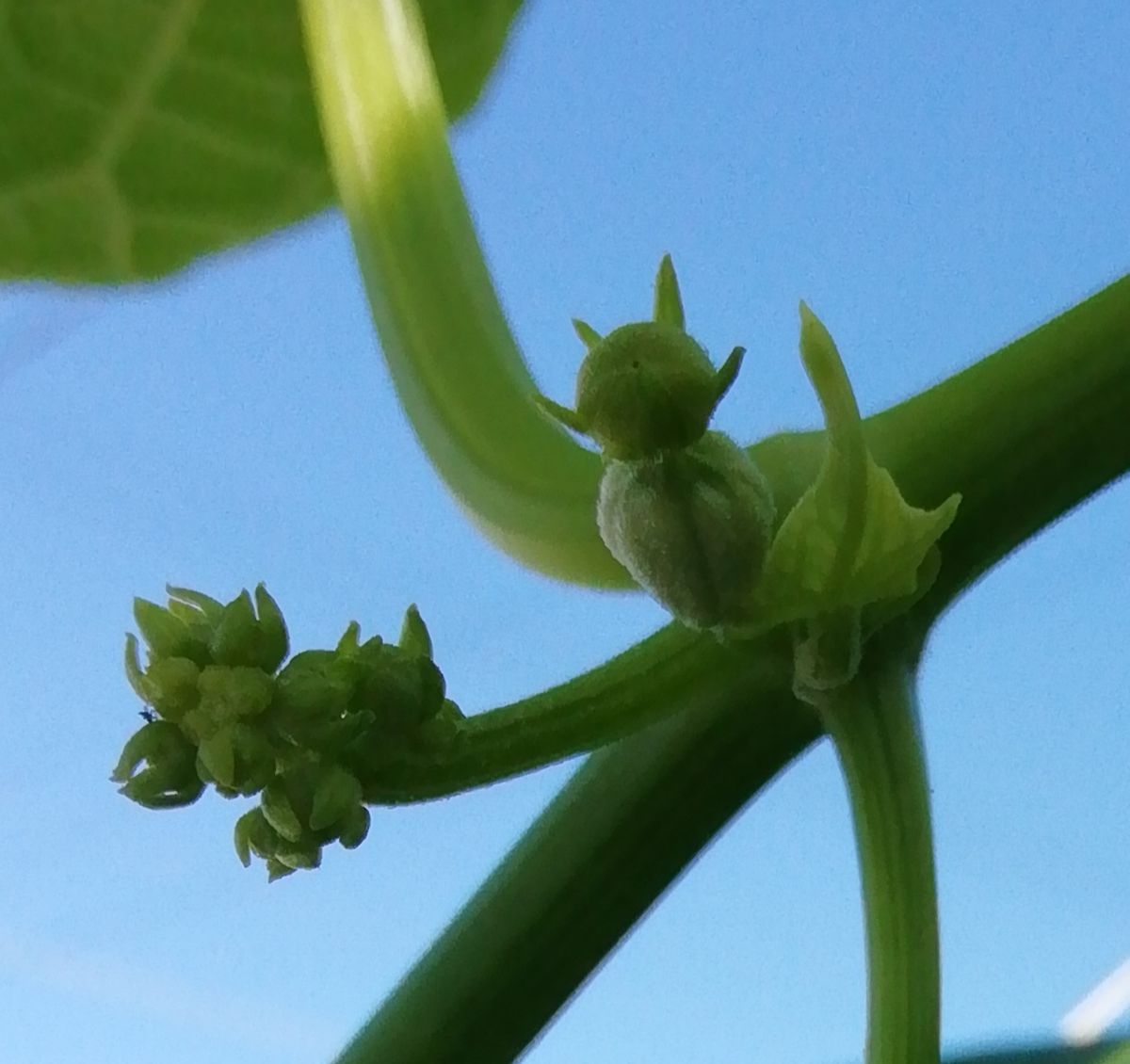 ハヤトウリの栽培 雄花と雌花