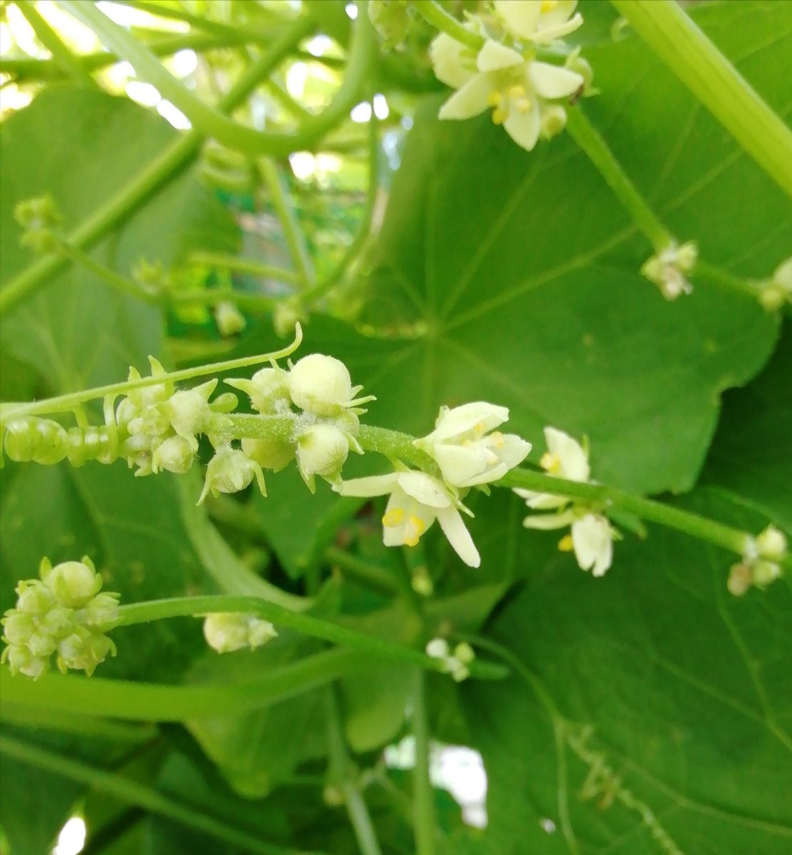 ハヤトウリの栽培 雄花