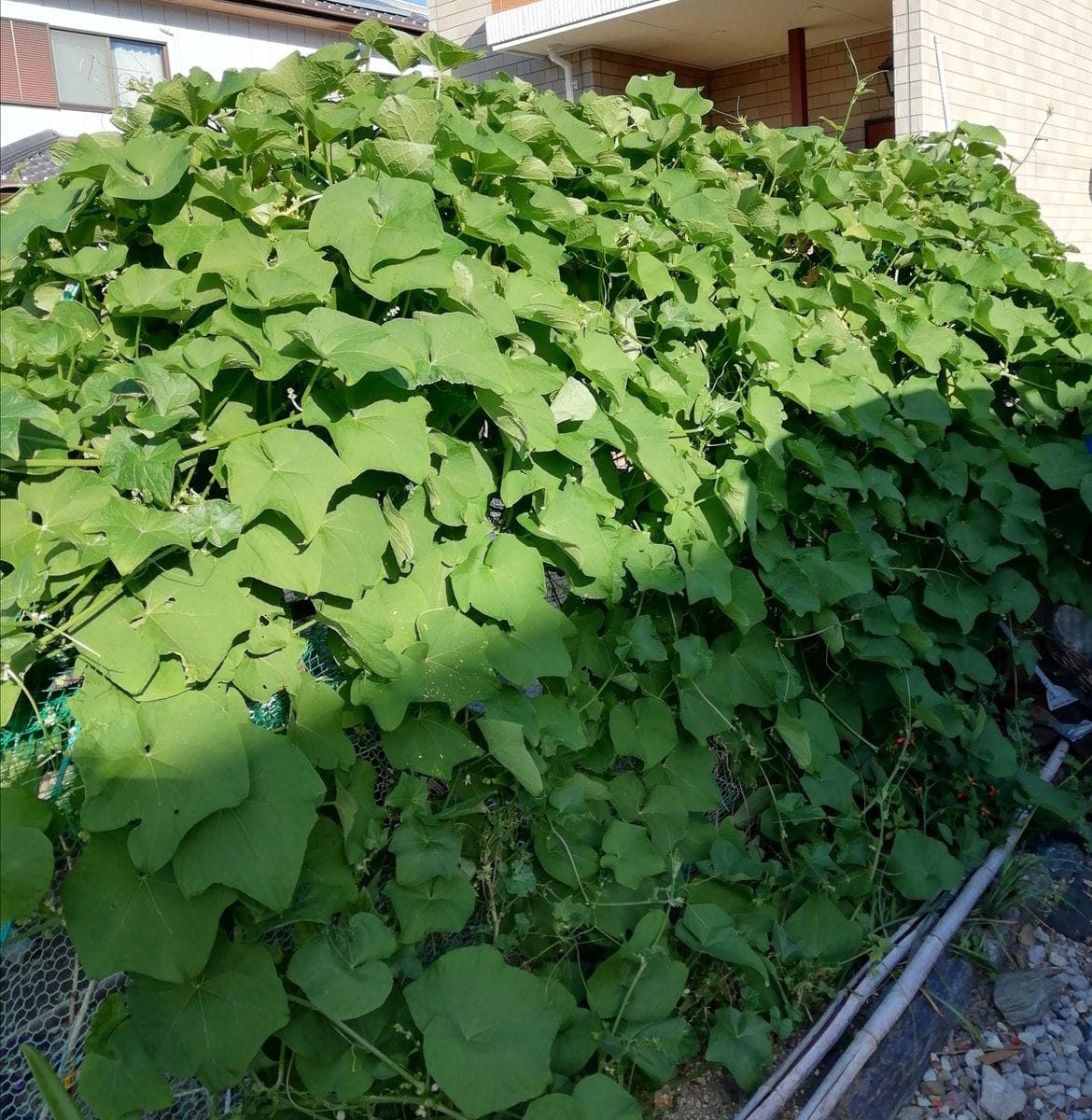 ハヤトウリの栽培 2年目　大きく茂りました。