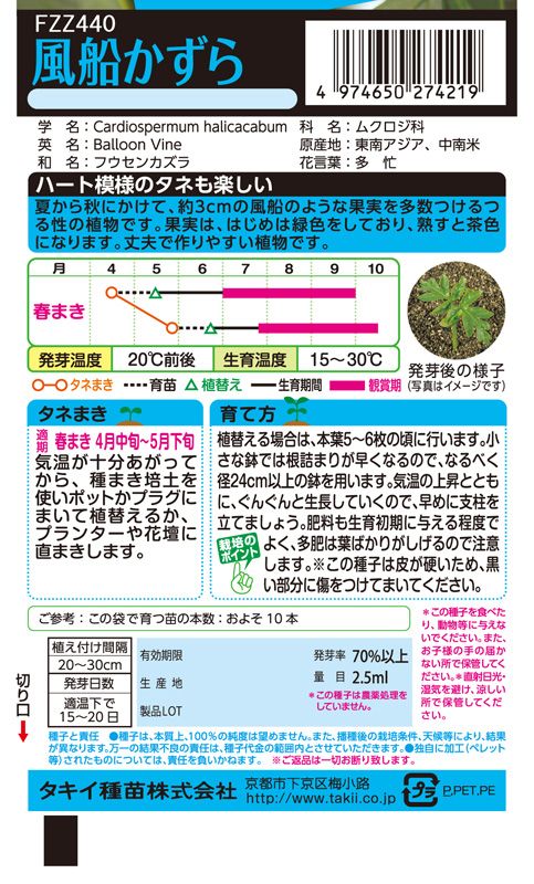 2022 フウセンカズラ 種から 種まき