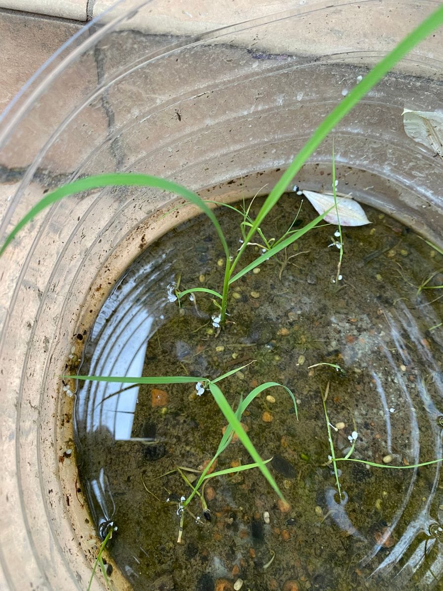 古代米を育ててみる 間引きしなくても💦