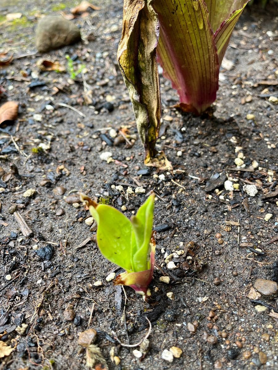 色違いのパイナップルリリーを咲かせたい❗️ 7/2 ２つ目の球根の芽が出ました！