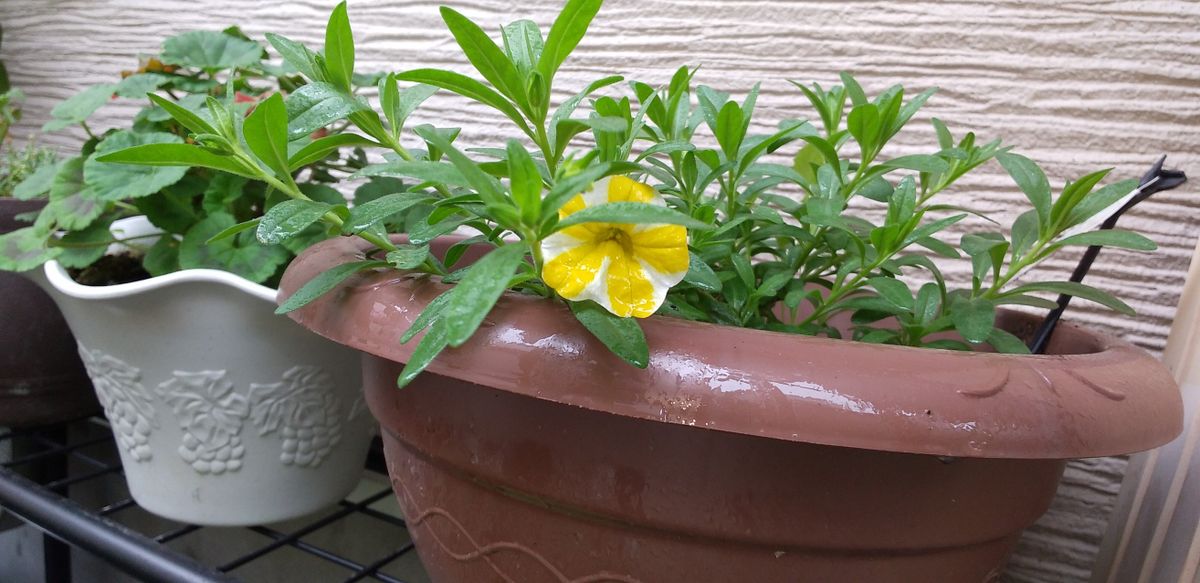 レモンスライスを綺麗に咲かせ続けたい～2年目は挿し芽に挑戦～ 6/17 切り戻し後　1ヶ月半