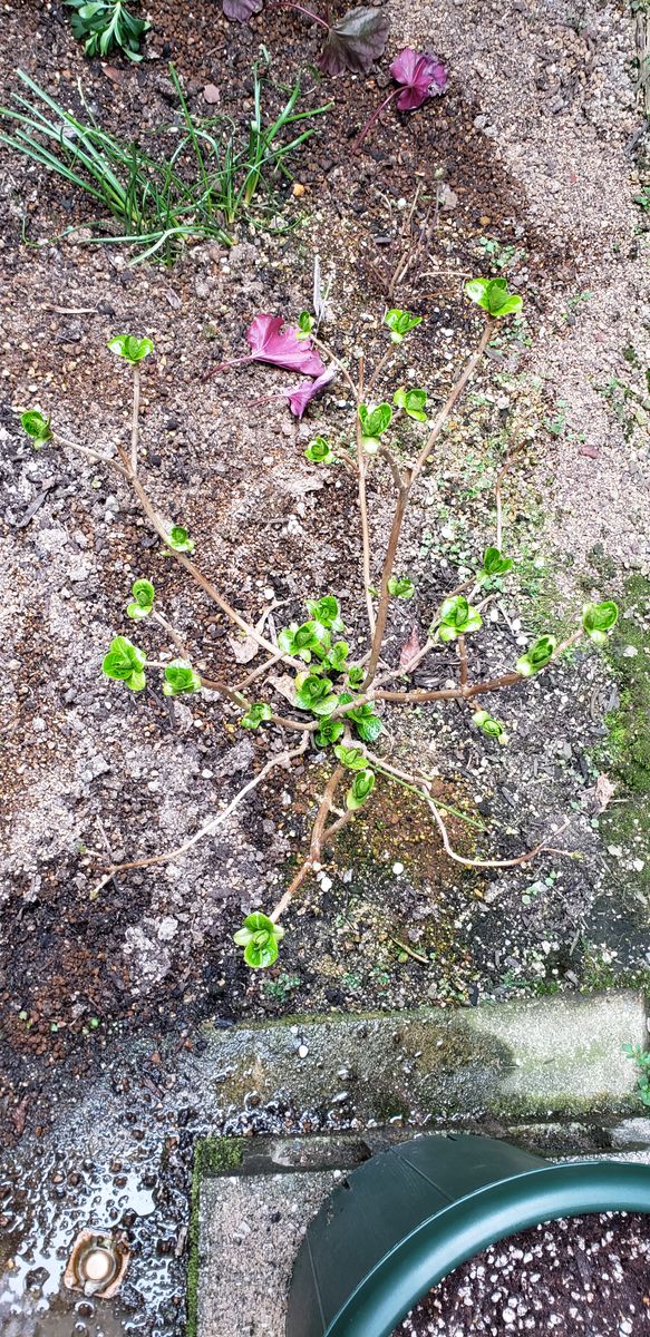 あじさい「万華鏡」の成長記録 ２年目の芽吹き