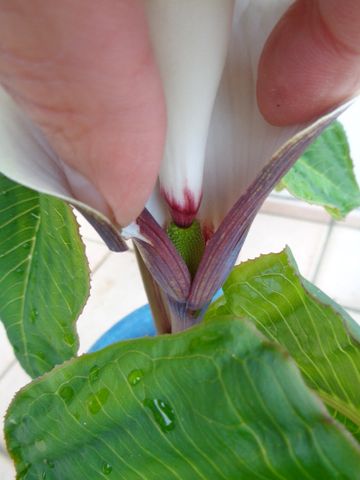 ユキモチソウの実生に挑戦 雌花です