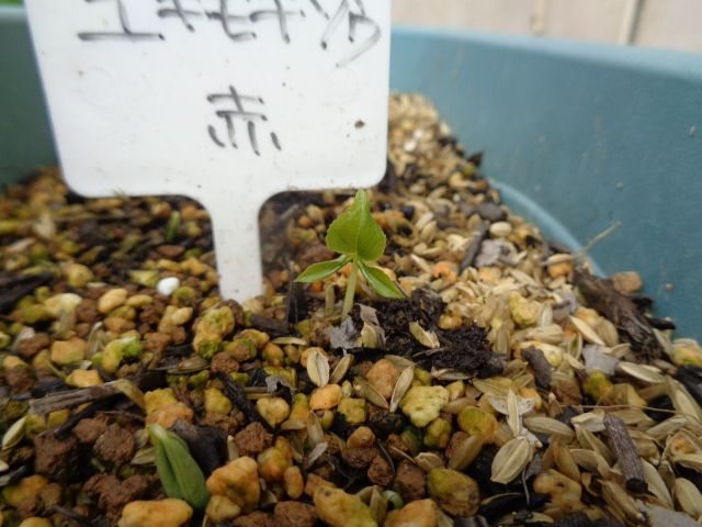 ユキモチソウの実生に挑戦 発芽しました