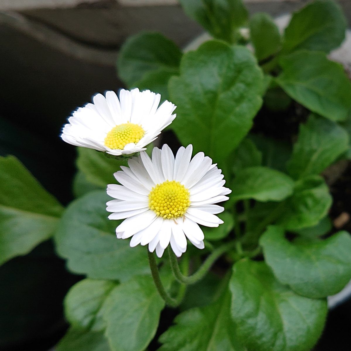 バコパのポット苗に小さな双葉をみつける、改め❗デージーをこぼれ種から育てる‼️ 開花しました