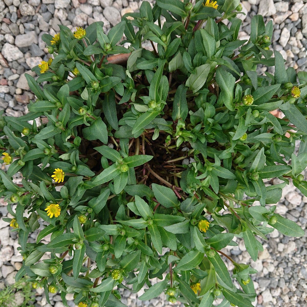 ラベルの様にモリモリに挑戦です🌱 6月20日  ☀️時々☁️