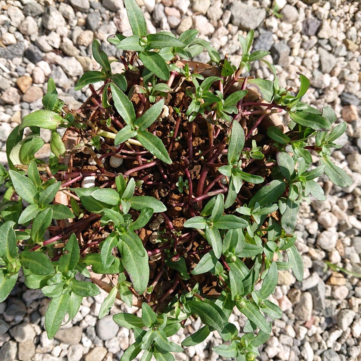 ラベルの様にモリモリに挑戦です🌱 6月27日 ☀️