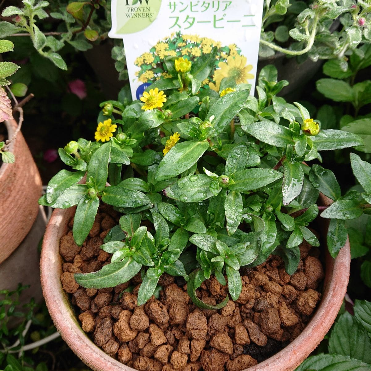 ラベルの様にモリモリに挑戦です🌱 5月15日  ☀️