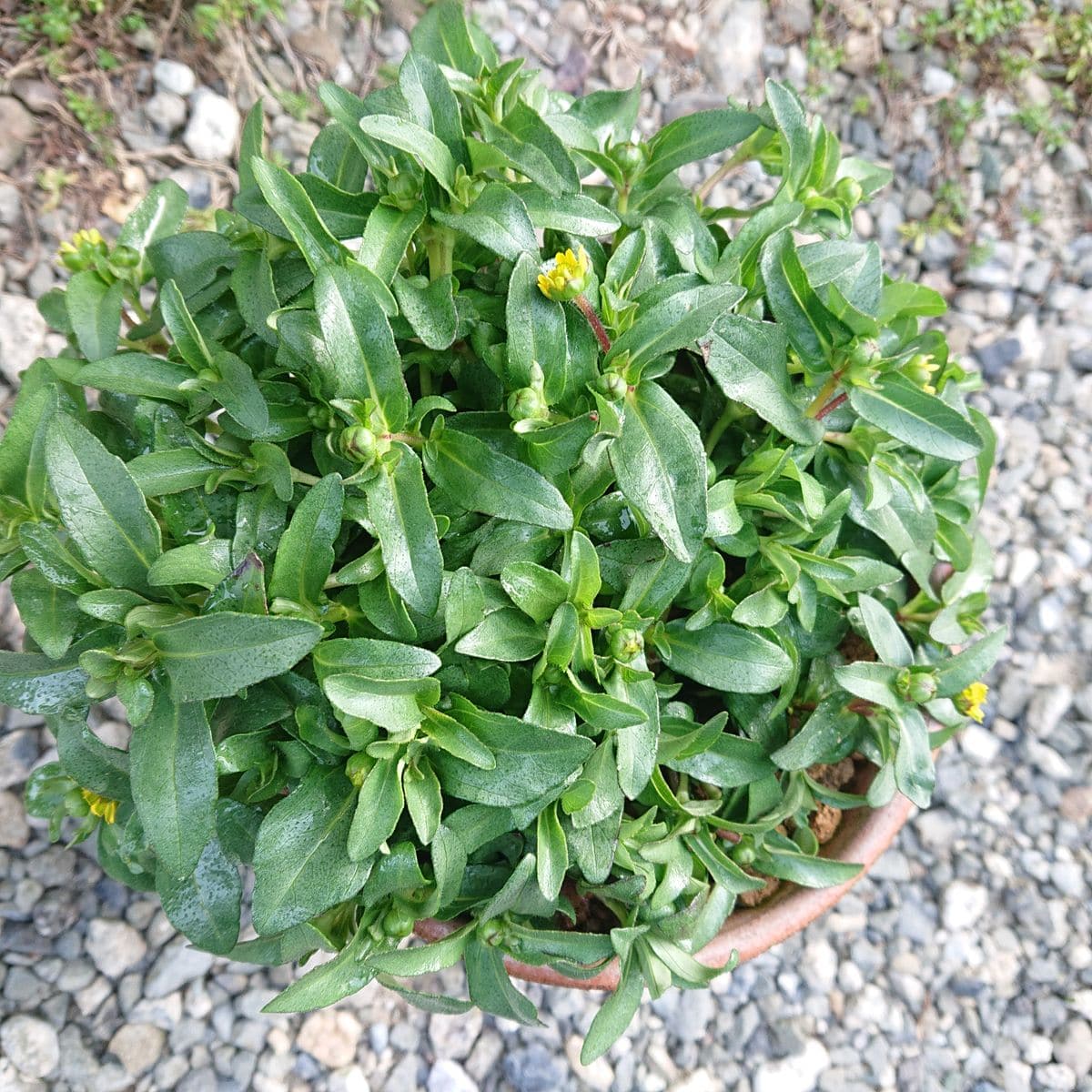 ラベルの様にモリモリに挑戦です🌱 6月4日 ☀️