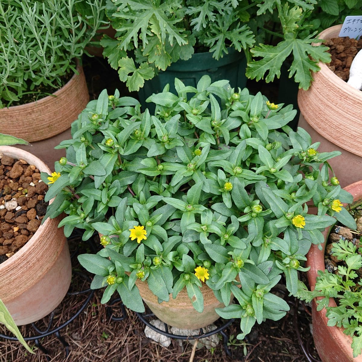 ラベルの様にモリモリに挑戦です🌱 6月15日 ☔