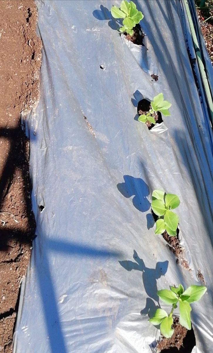 ソラマメが実るまで 植え付けました。