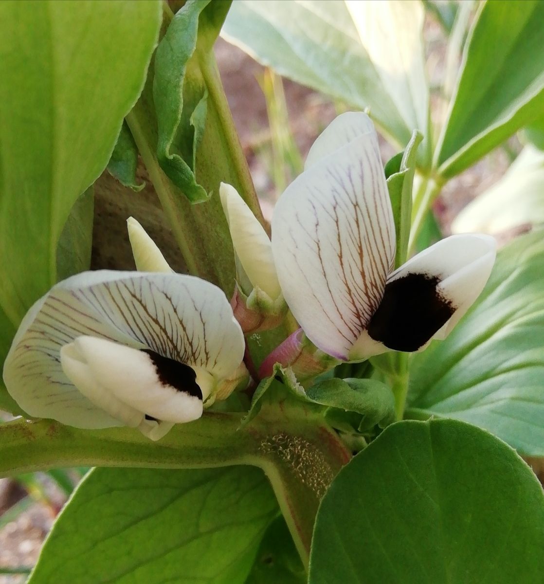 ソラマメが実るまで 花