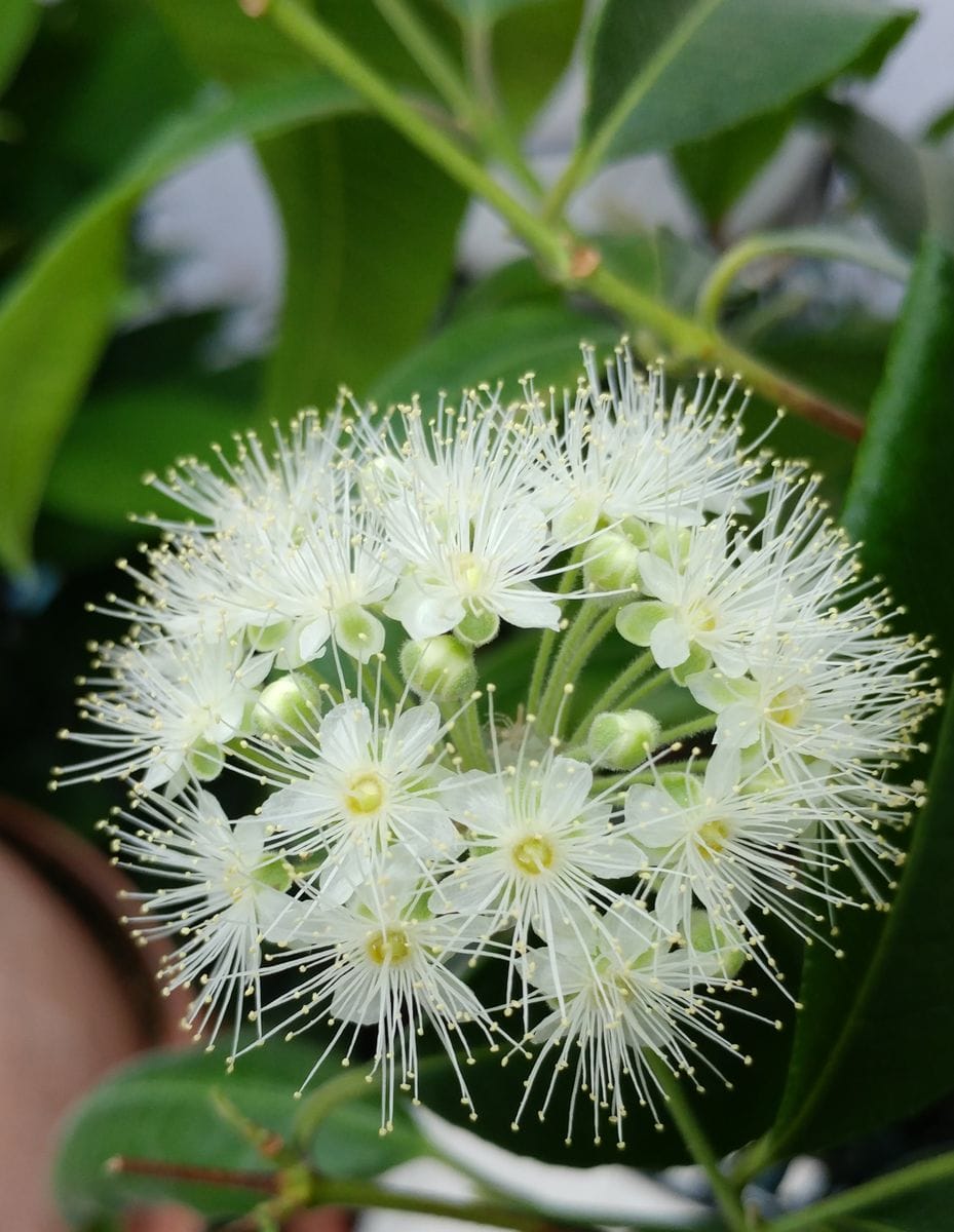 癒しの木 沢山の花をつけて